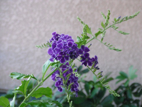 デュランタ宝塚 咲きました ベランダのお花達