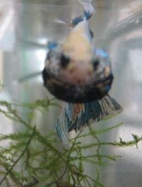 ショーベタ オス達のフレアリング顔シリーズ W 熱帯魚ベタの飼育にチャレンジ