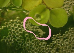 ベタ おじさんのまぼろしの卵 熱帯魚ベタの飼育にチャレンジ