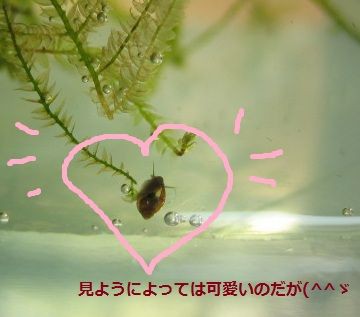 水草買ったらまず放置 Z 熱帯魚ベタの飼育にチャレンジ