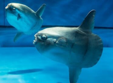 今年は まん防 のおかげで まんぼう が注目を浴びるか まんぼうの刺身 鋸南 17年 関東b級グルメドライブ ちょに らいでん がメタボで帰還