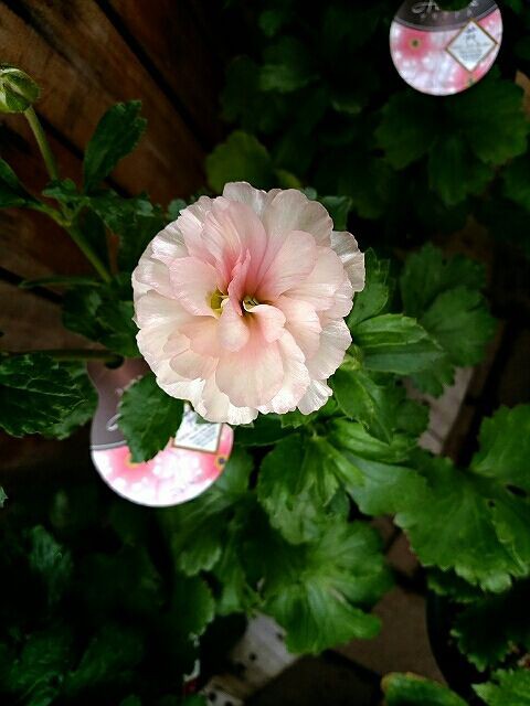 ついにきました 久留米店 平田ナーセリー久留米