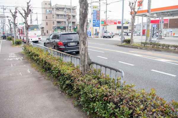 フェンス吸収中な街路樹 枚方フォト 枚方つーしん