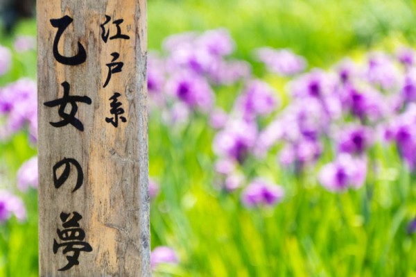 山田池公園の花しょうぶ園が開園してる2019 枚方つーしん