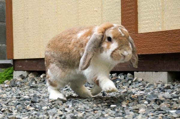 ロップさん ウサギ ロップイヤーミックス ひらつーペット 枚方つーしん