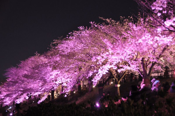 枚方市と周辺の桜の咲きっぷり18 枚方フォト 枚方つーしん