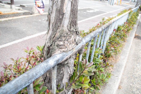 フェンス吸収中な街路樹 枚方フォト 枚方つーしん