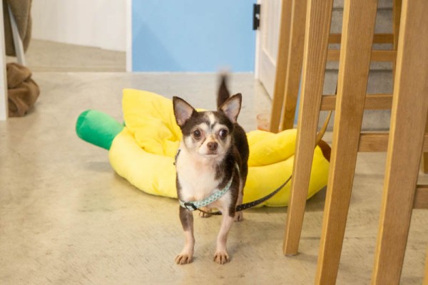 長尾家具町につくってた 保護犬のいるドッグカフェ ゼロ がオープンしてる 枚方つーしん