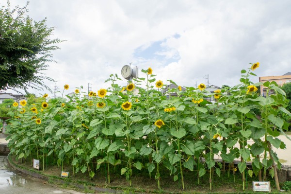 翠香園ふれあい公園のひまわり畑 枚方フォト 枚方つーしん