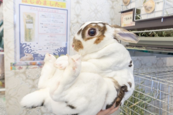 うさぎ専門店 Rabbit Ruru ラビットルル 枚方店 渚本町 うさぎ お店みせて 枚方つーしん