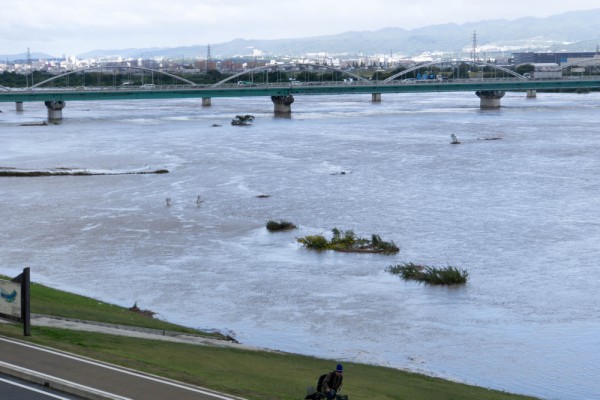 水没してる淀川河川敷の枚方大橋からくずはにかけてのようす まるでマングローブ林 枚方つーしん