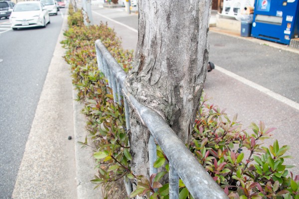 フェンス吸収中な街路樹 枚方フォト 枚方つーしん