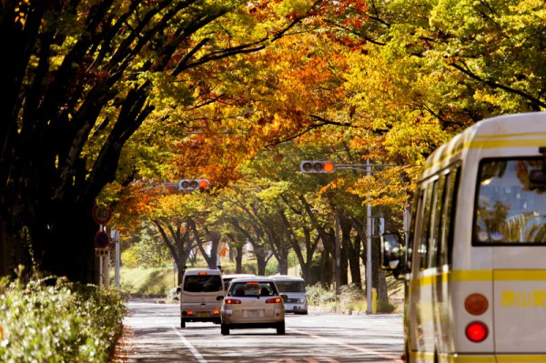 枚方市内の紅葉がきれいな場所まとめ ひらつーまとめ 枚方つーしん