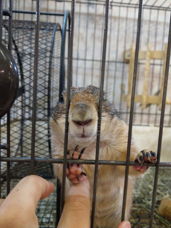 交野市駅前のイズミヤに Rock Star っては虫類や小動物を扱っているお店ができるみたい 9月1日オープン予定 枚方つーしん