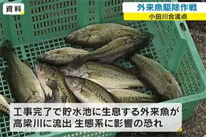 侵食される生態系 ブログ版 週刊 ボチボチいこか