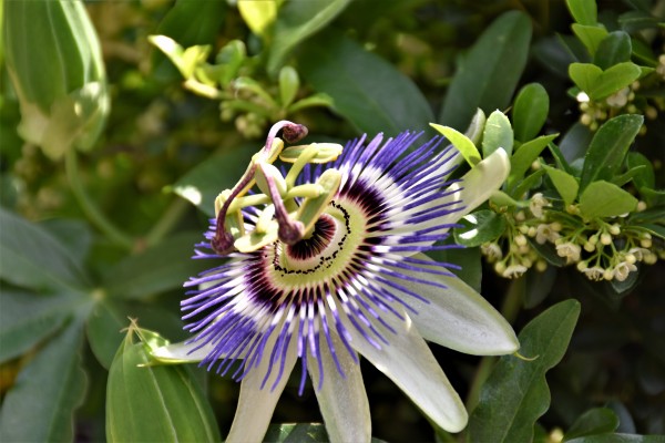 面白い花 Cavokのブログ