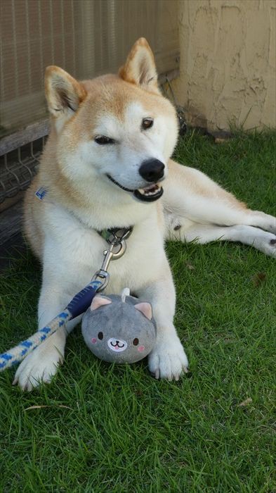 ネコ好きな柴犬コテツさん 山 と 柴犬