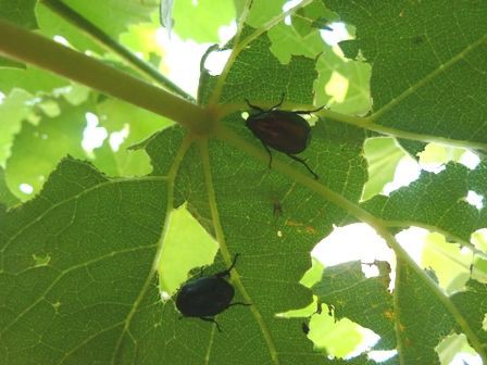 葡萄の葉の食害 Hirobouの田舎暮らし