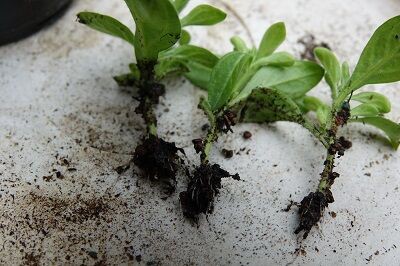 サフィニア挿し木 Hirobouの田舎暮らし