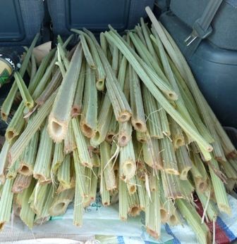 山形県産 フキ 塩漬け 5kg(1kg×5袋) 塩蔵　山ふき　蕗　山菜　野菜 山形県産 フキ 塩漬け 900g 塩蔵 山ふき 蕗 山菜 野菜 - メルカリ