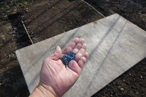 人参の種を蒔く Hirobouの田舎暮らし