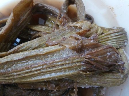 残りわずか！ 山フキ 塩漬け 500グラム （山形県産 フキ 塩漬け