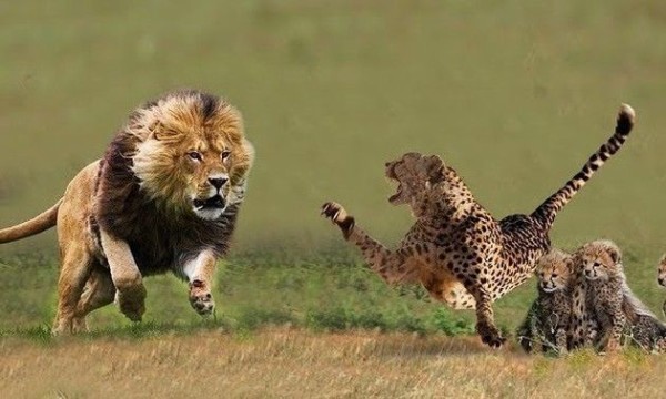 動画 ライオンとチーターがガチで戦ったらどっちが強いのか ひろぶろ