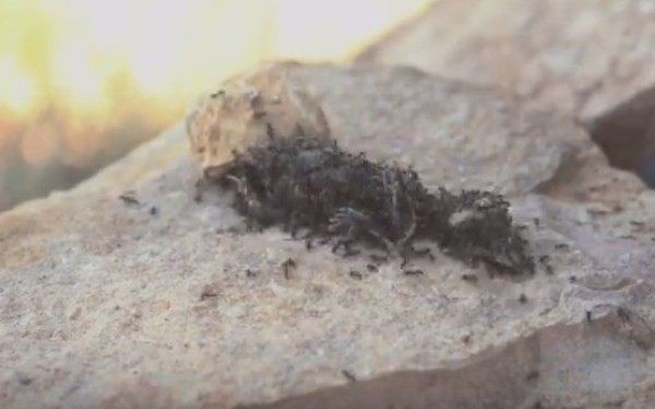 閲覧注意 ブタの腐乱死体にたかる大量のウジ虫 １日でほぼ完食 ひろぶろ