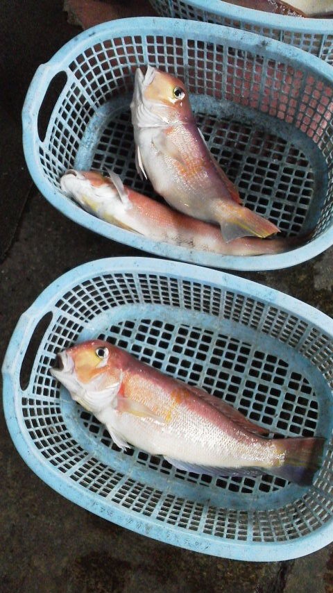 甘鯛延縄 : 佐島港 浩丸ブログ