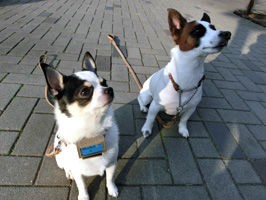 ご学友 ジャックラッセルテリアのロイくん うしし丸 白黒 牛柄 チワワ 行船公園 宇喜田公園 西葛西 江戸川区