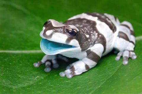 カエルにも白黒 牛柄がいた うしし丸 白黒 牛柄 チワワ 行船公園 宇喜田公園 西葛西 江戸川区