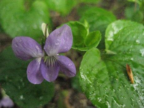 雑木の庭に咲くすみれ アクティブシニアライフ