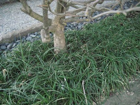 タマリュウ グランドカバー 地こぶ 下草 株分け ナチュラルガーデニング生活