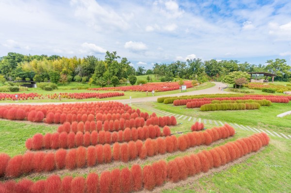 奈良 馬見丘陵公園のコキア 立ち寄りグルメ情報付き 大人のための絶景アドベンチャー