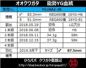 2020年度オオクワガタ能勢YG] 継承：16YG-H6 : ひろパパ BreedingJournal