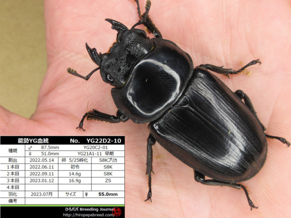 Ｚ★能勢YG866★国産オオクワガタ幼虫★４ライン(計１９頭)初令幼虫★ 能勢YG2024年度ブリードライン : ひろパパ BreedingJournal