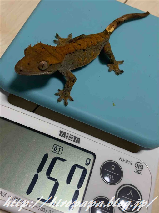 クレステッドゲッコー飼育～お迎えから1週間～ : ひろパパ