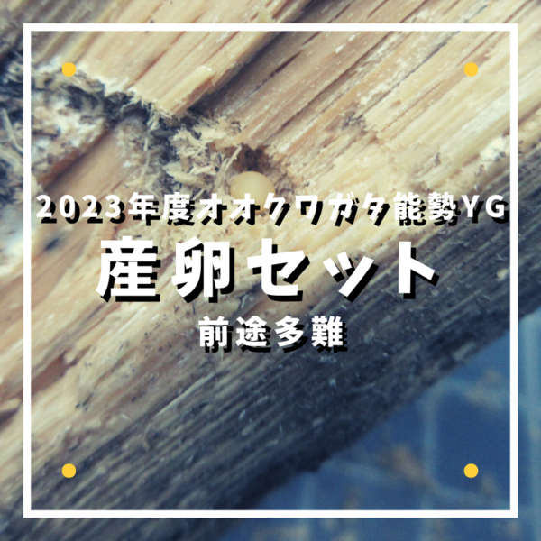 ライトニング 現物 極上 エンペラー 2P限定セット 産卵中^ - ^ 鰭伸び良好 夢中メダカ様血統 固定率凄い品種 ^^(めだか)｜売買されたオークション情報、yahooの商品情報をアーカイブ公開  - オー 魚類、水生生物