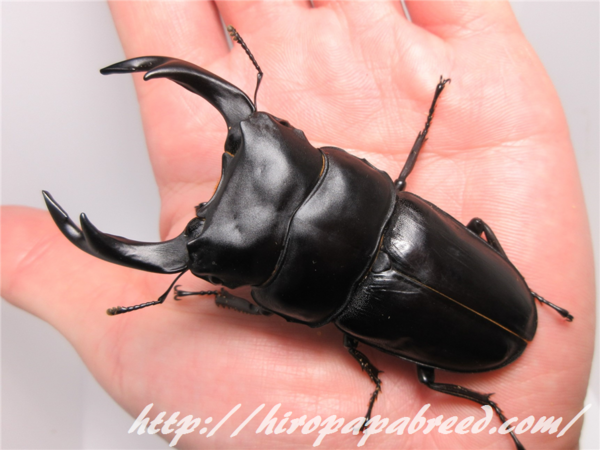 1能勢YGオオクワガタ♂83mm♀️53.5mm zonaamarela.com.br