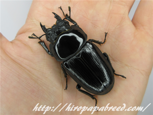 得価，豊富な】 【法人ストアESW】能勢YG オオクワガタ ペア ♂89.0mm