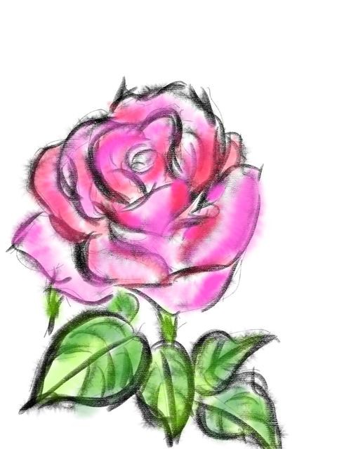 薔薇 イラスト 時々 フォト 弘前 薔薇 イラスト 時々 フォト 弘前