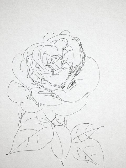 薔薇 イラスト ペン画 時々 フォト 弘前