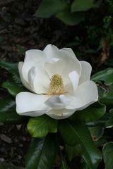 タイサンボク 'プラエコックス モクレン科 モクレン属 Magnolia