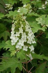 カシワバアジサイ ピーウィー ユキノシタ科 アジサイ属 Hydrangea Quercifolia Pee Wee 横浜の広瀬農園 新樹種を中心にガーデニング用の庭木 コニファー グラス類 つる植物など植木の苗木を生産