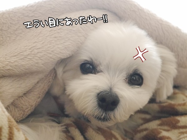 狂犬病予防接種とフィラリア症検査 マルチーズの ひろしです Powered By ライブドアブログ