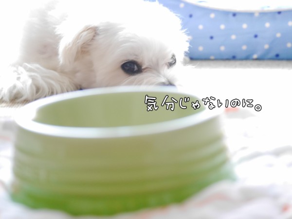 ごはんを食べない犬の悩み マルチーズの ひろしです Powered By ライブドアブログ