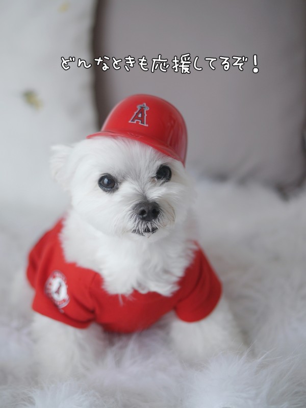 大谷翔平選手お誕生日おめでとうございます マルチーズの ひろしです Powered By ライブドアブログ