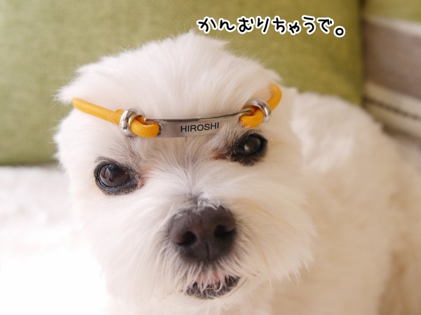 理想の迷子札チョーカー マルチーズの ひろしです Powered By ライブドアブログ