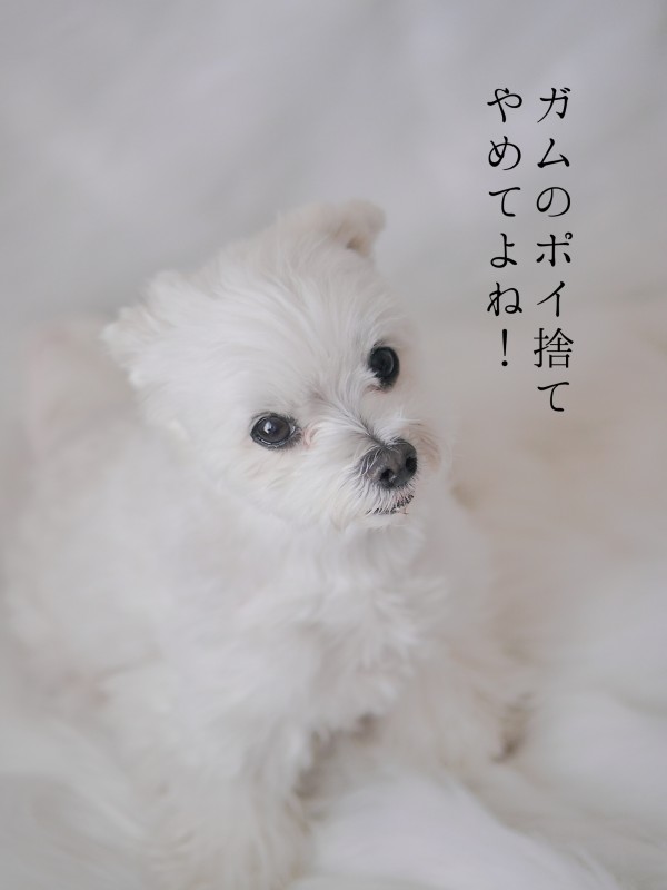 ガムの取り方を学びました マルチーズの ひろしです Powered By ライブドアブログ