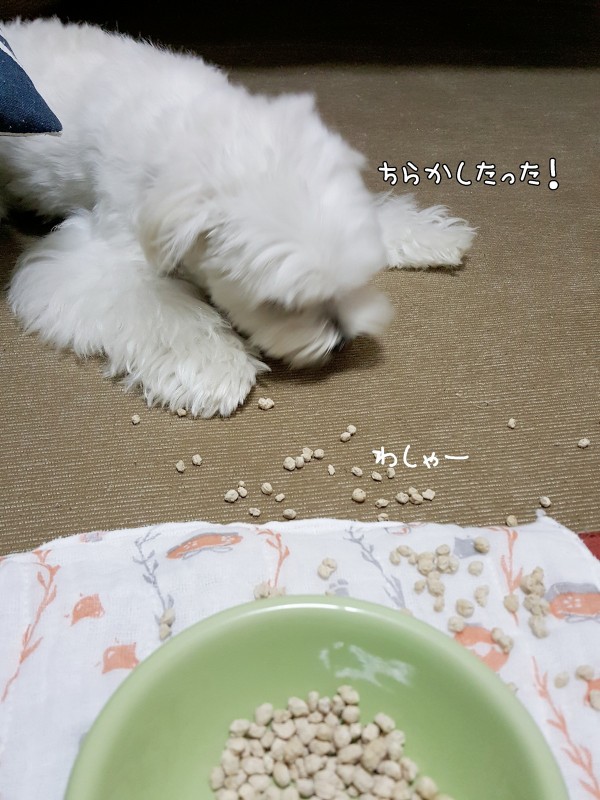 ごはんを食べない犬の悩み マルチーズの ひろしです Powered By ライブドアブログ